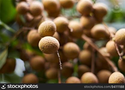 Longan orchards , Tropical fruits in Thailand , selective focus. Longan orchards , Tropical fruits in Thailand