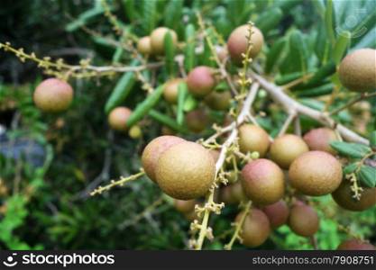Longan orchards -Tropical fruits longan in Malaysia. Longan orchards