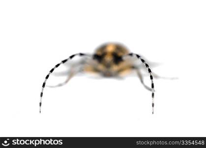 Longhorn beetle antenna
