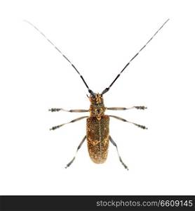 Longhorn beetle or longicorn Cerambycidae isolated on white background