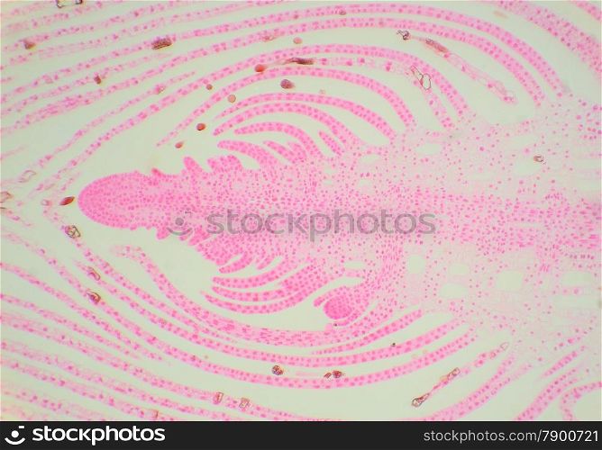 Longitudinal section of the stem water plant under the microscope, (Hydrilla Stem Tip L.S.), 40x