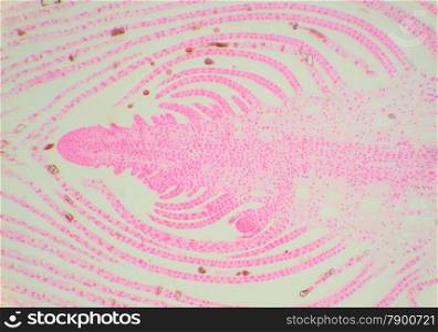 Longitudinal section of the stem water plant under the microscope, (Hydrilla Stem Tip L.S.), 40x