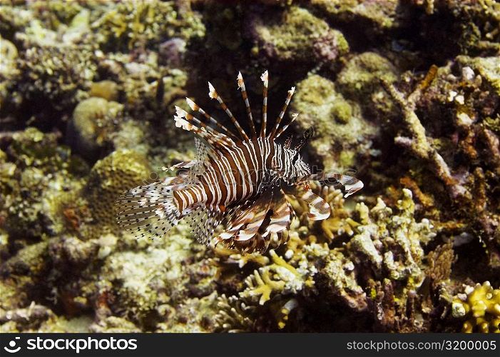 Longspine lionfish swimming underwater, North Sulawesi, Sulawesi, Indonesia