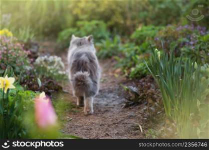 Look back cat in flower bed. Cute little kitten in the garden. Grey cat playing in garden. Look back cat in the garden