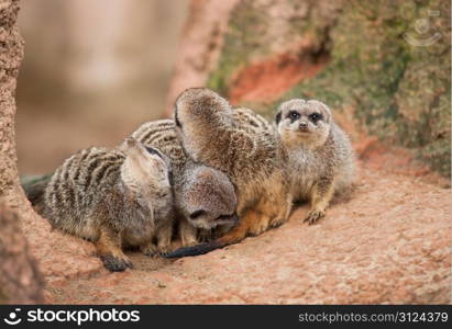 Look out: watchful meerkats.Animal life in Africa