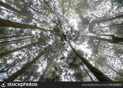 Look overhead tree up sky at Alishan national park area in Taiwan.