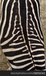 Looking directly down on to the back of a zebra. Black and white pattern and swirls.