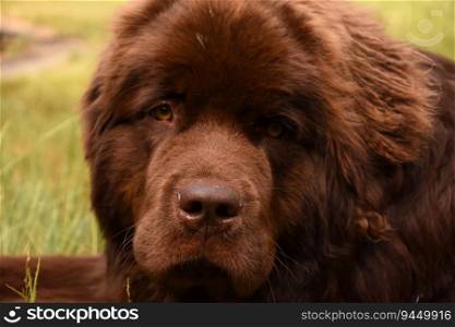 Looking directly into the face of a Newfoundland puppy dog.