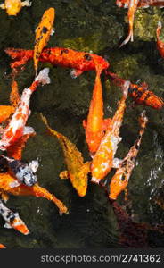 Looking down into a pond of Colorful koi fish swimming at the surface.