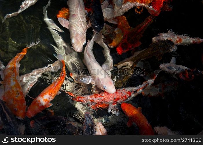 Looking down into a pond of Colorful koi fish swimming at the surface.