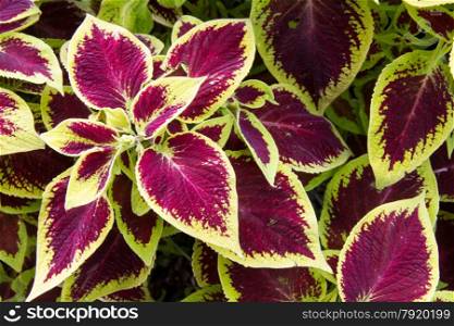 Looking down on purple and green variegated leaves