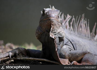 Looking into the face of a large gray iguana.