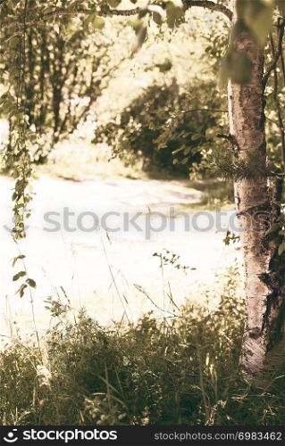 Looking through birch tree branches in an idyllic, rural landscape scene with nature elements of grass, wildflowers and foliage that frame the view and copyspace.. Looking through birch tree branches in an idyllic, rural landscape scene with nature elements of grass, wildflowers and foliage that frame the view and copyspace