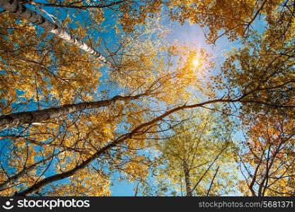 Looking to the sun, abstract autumnal backgrounds for your design