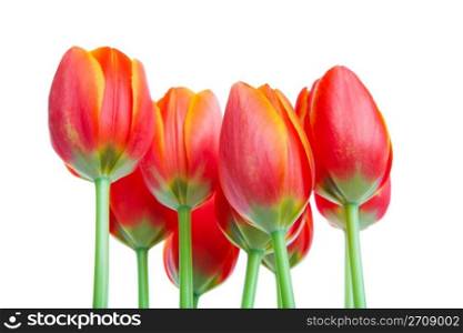 Looking up at a bouquet of fresh orange & yellow spring tulips. Shot on white background.