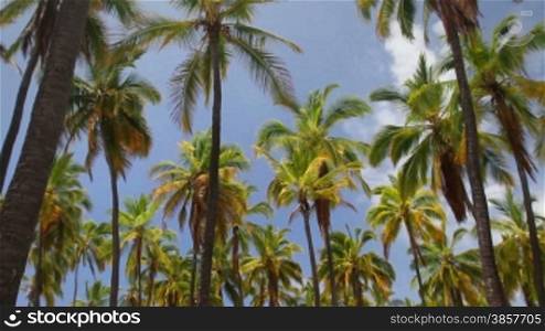 Looking up at a forest of palm trees and blue sky