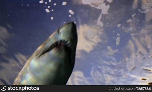 Looking up at a shark swimming over near the surface