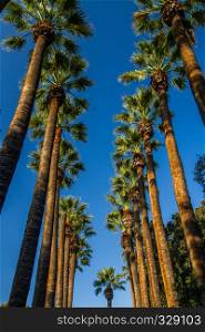 Looking up at avenue of palm trees, blue sky