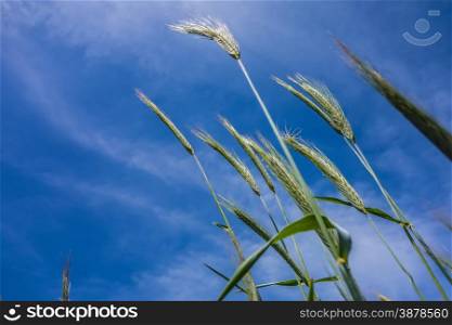 looking up at blue sky and grass in foreground