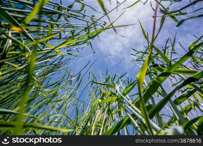 looking up at blue sky and grass in foreground