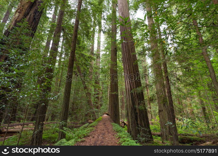 Looking up at the Coastal Redwood trees along the Avenue of the Giants in Redwood National and State Parks