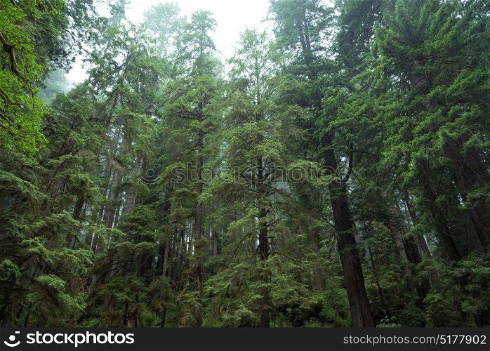 Looking up at the Coastal Redwood trees along the Avenue of the Giants in Redwood National and State Parks