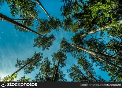 Looking up at the green tops of trees and sky. High quality photo. Looking up at the green tops of trees and sky