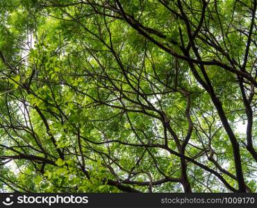 Looking up canopy of giant tree (Samanea saman) with branch in Chulalongkorn university, Thailand.