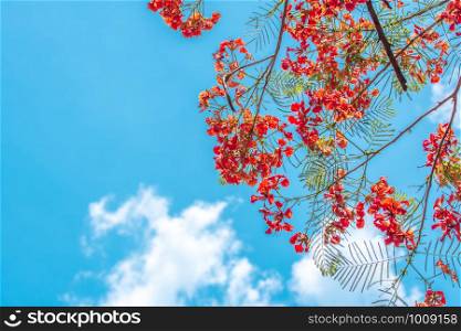 Looking up Flamboyant or Royal Poinciana (Delonix regia) tree with flowers against the blue sky and clouds..
