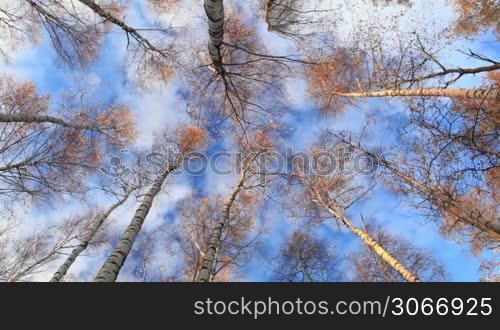 Looking up in a birch trees. Real time. Beautiful nature background with running clouds. Low angle shot.