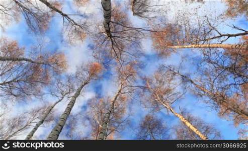 Looking up in a birch trees. Real time. Beautiful nature background with running clouds. Low angle shot.