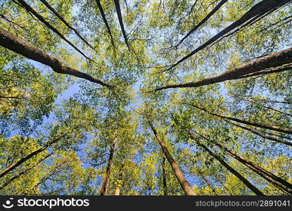 looking up in forest