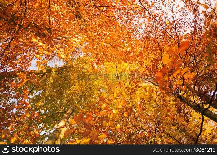 Looking up into trees with wide angle.. Autumn season concept. Looking up into trees forest with wide angle. Nature in the park.