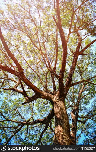 Looking up on tree / View under tree of Samanca Saman