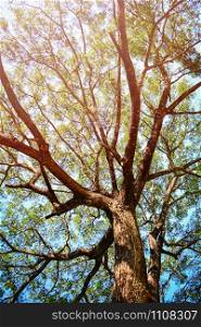 Looking up on tree / View under tree of Samanca Saman