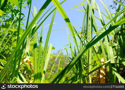 Looking up through dense foliage at the light blue sky.. Dense Foliage