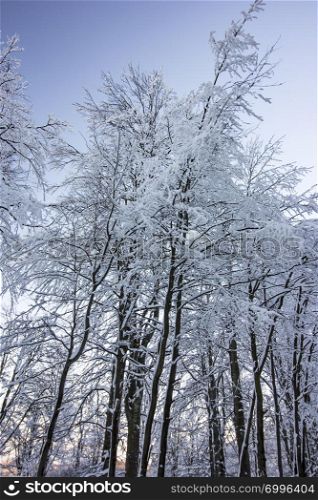 Looking up to beautiful winter trees and branches covered with snow and blue sky