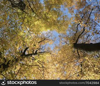 looking up to brightly colored autumn beech leaves and blue sky in the fall