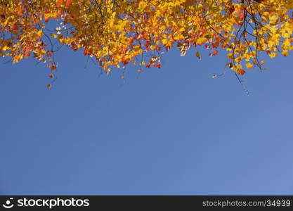 looking up to red orange yellow maple leaves and blue sky