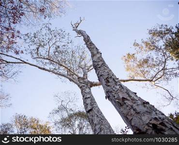 Looking up tree and branch with blue sky. Beautiful nature in Hokkaido, Japan.