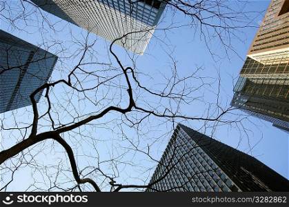 Looking up view of branches in downtown environment.