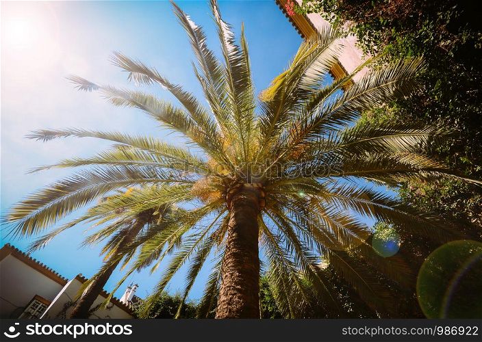 Looking up wide angle of single palm tree against a bright blue sky with sun flares. Scientific name is Arecaceae. Looking up wide angle of single palm tree against a bright blue sky with sun flares