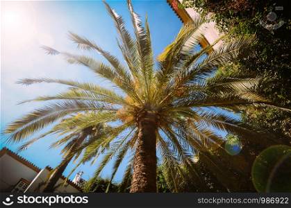 Looking up wide angle of single palm tree against a bright blue sky with sun flares. Scientific name is Arecaceae. Looking up wide angle of single palm tree against a bright blue sky with sun flares