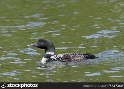 Loon and chick in a lake, Lake of The Woods, Ontario, Canada