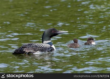 Loon and chicks in a lake, Lake of The Woods, Ontario, Canada