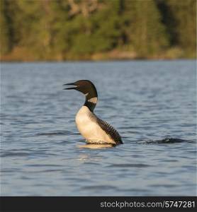 Loon calling in a lake, Lake of The Woods, Ontario, Canada