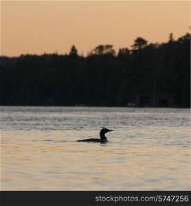 Loon in a lake at sunset, Lake of The Woods, Ontario, Canada