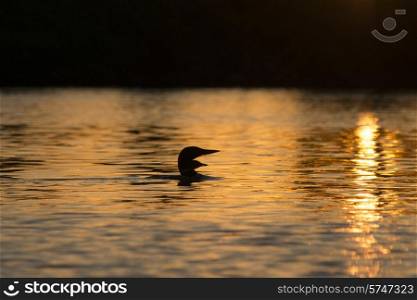 Loon in a lake at sunset, Lake of The Woods, Ontario, Canada