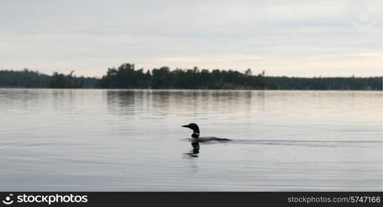 Loon in a lake, Lake of The Woods, Ontario, Canada