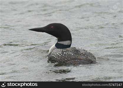 Loon in a lake, Lake of The Woods, Ontario, Canada